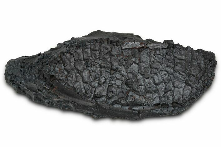 Dragon Scale Stone (Iron, Manganese, Siderite Nodule) #350212